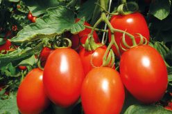 Pomidory dobre z natury!